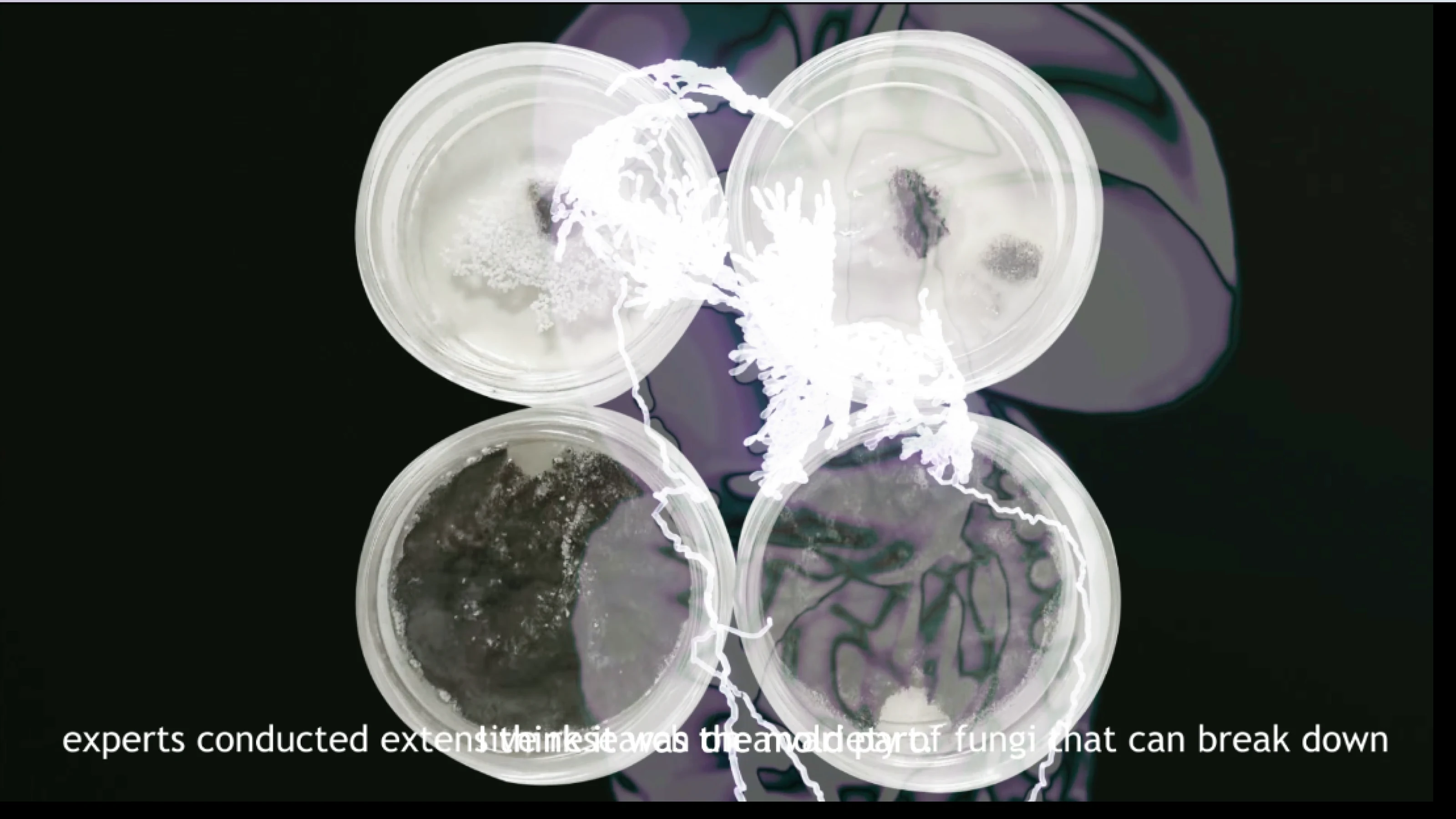 Video still showing fungal cultures in petri dishes.