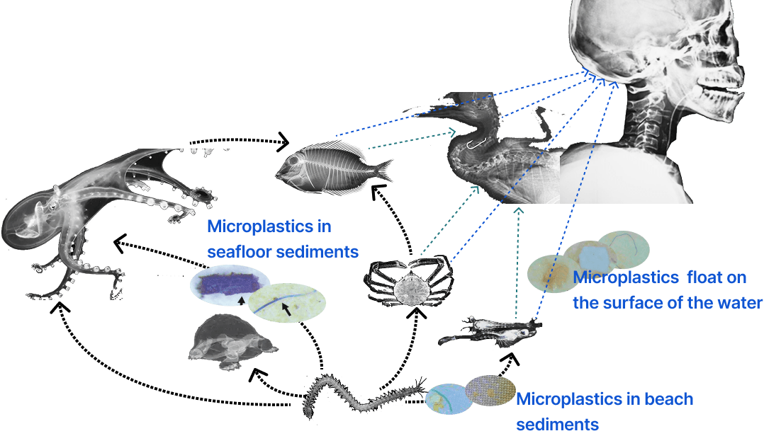 Diagram tracing microplastics through the marine food chain and into the human body.