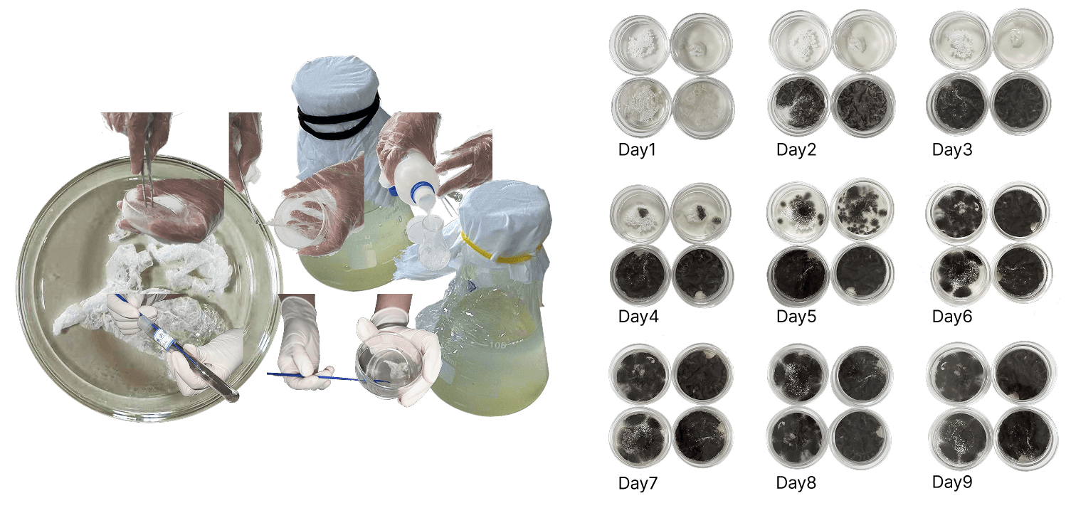 Material experiment documentation and a sequence of fungal cultures.